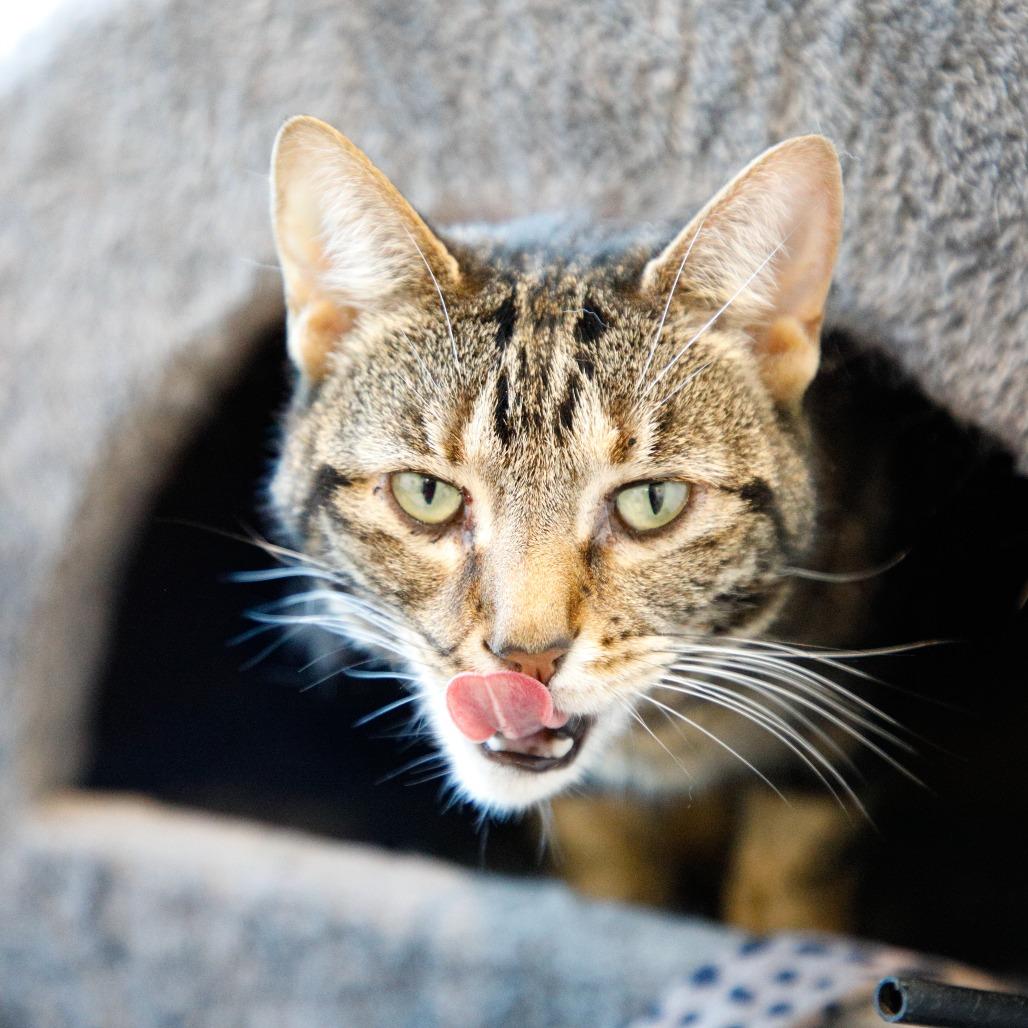 Coconut, Adoptable, Adult Female Domestic Short Hair.