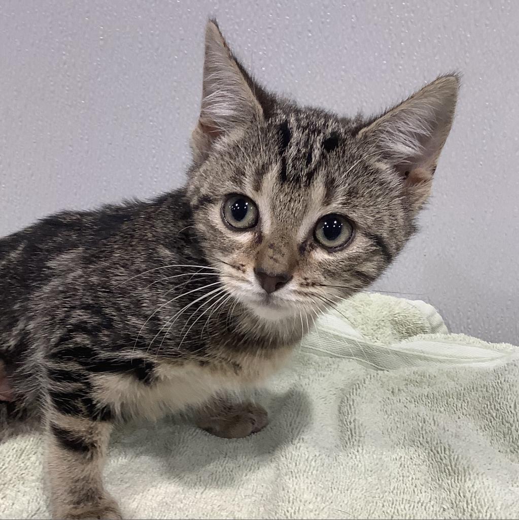 Coconut, a Adoptable mixed breed in Tampa, FL image 2/4