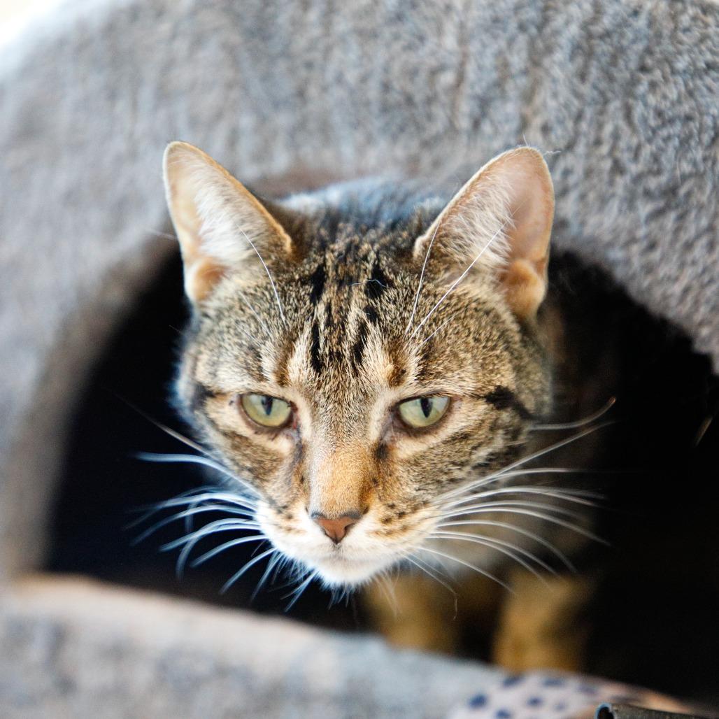 Coconut, a Adoptable mixed breed in Tampa, FL image 3/4