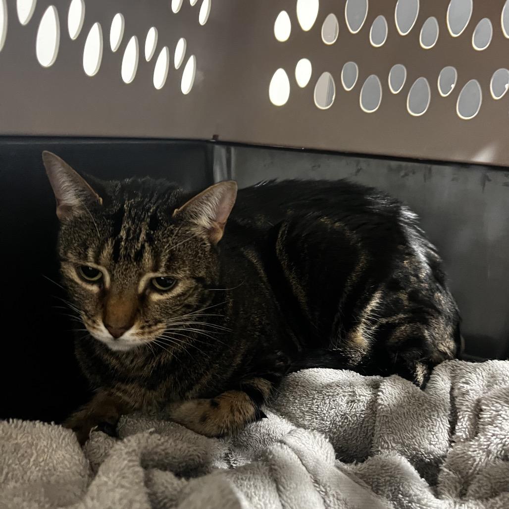 Coconut, a Adoptable mixed breed in Tampa, FL image 4/4