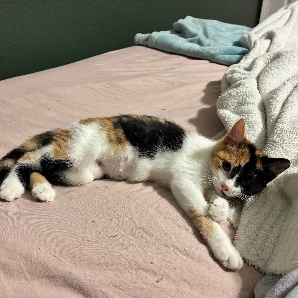 Camille, Adoptable, Kitten Female Domestic Short Hair.