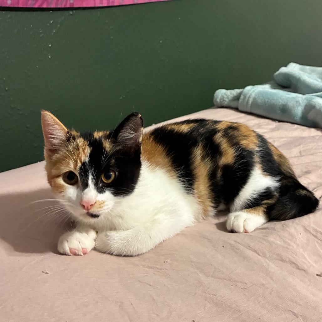 Enlarge Camille, a Adoptable Domestic Short Hair in Folsom, LA image 2/4