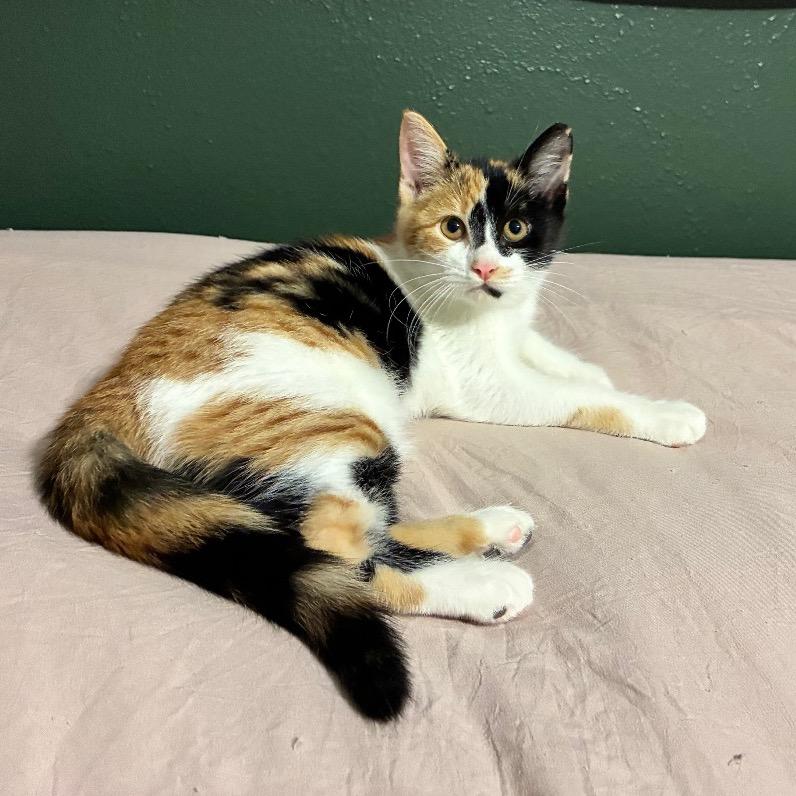 Enlarge Camille, a Adoptable Domestic Short Hair in Folsom, LA image 3/4