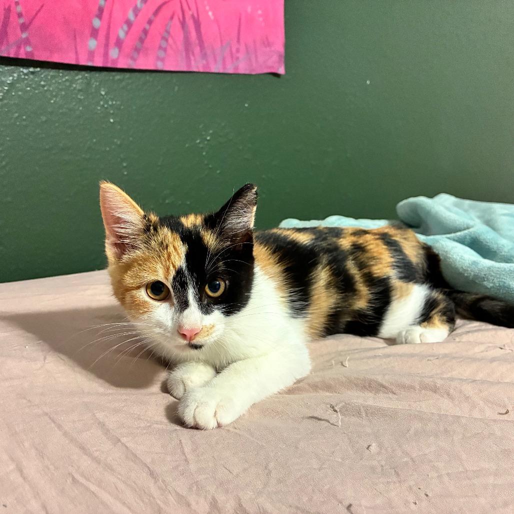 Enlarge Camille, a Adoptable Domestic Short Hair in Folsom, LA image 4/4