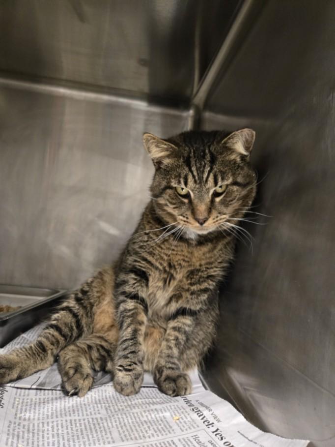 SAURON, Adoptable, Adult Male Domestic Short Hair.