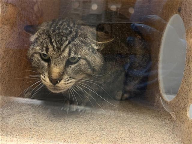 SAURON, Adoptable, Adult Male Domestic Short Hair.