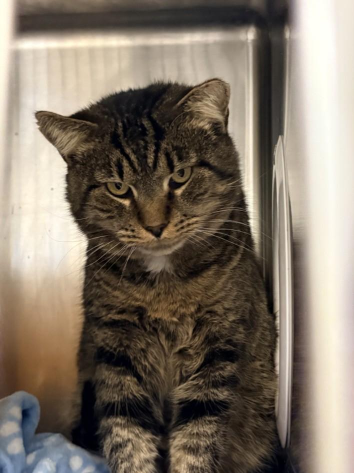 Enlarge SAURON, a Adoptable Domestic Short Hair in Hagerstown, MD image 1/1