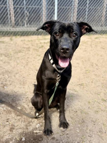 Enlarge Lovely, a Adoptable mixed breed in Savannah, GA image 1/3