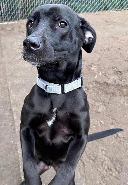 Enlarge Lovely, a Adoptable mixed breed in Savannah, GA image 1/3