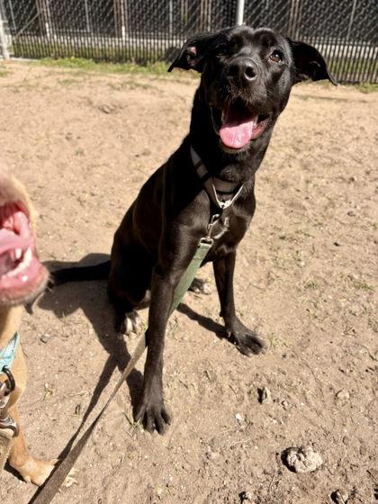 Enlarge Lovely, a Adoptable mixed breed in Savannah, GA image 2/3