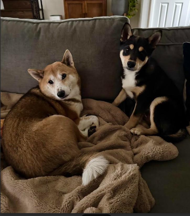 Hachi, adopted, Puppy Male Shiba Inu.