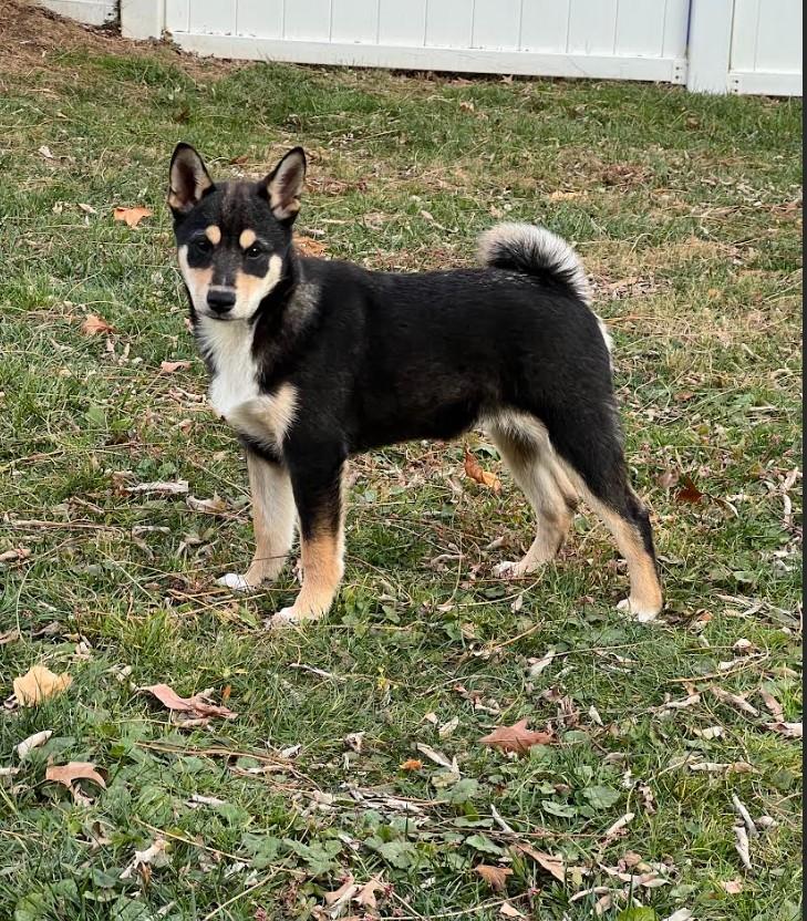 Enlarge Hachi, an adopted Shiba Inu in Toms River, NJ image 2/6