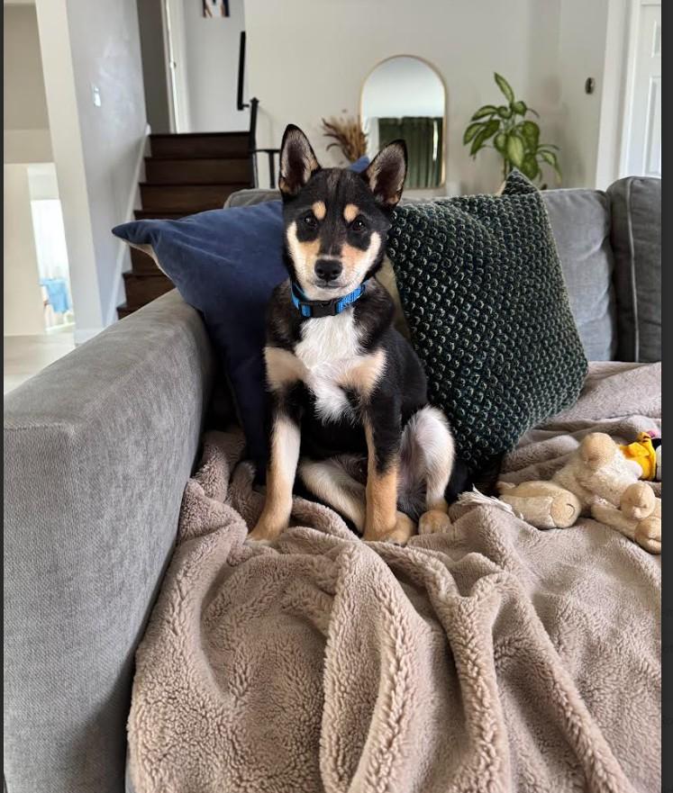 Enlarge Hachi, an adopted Shiba Inu in Toms River, NJ image 3/6