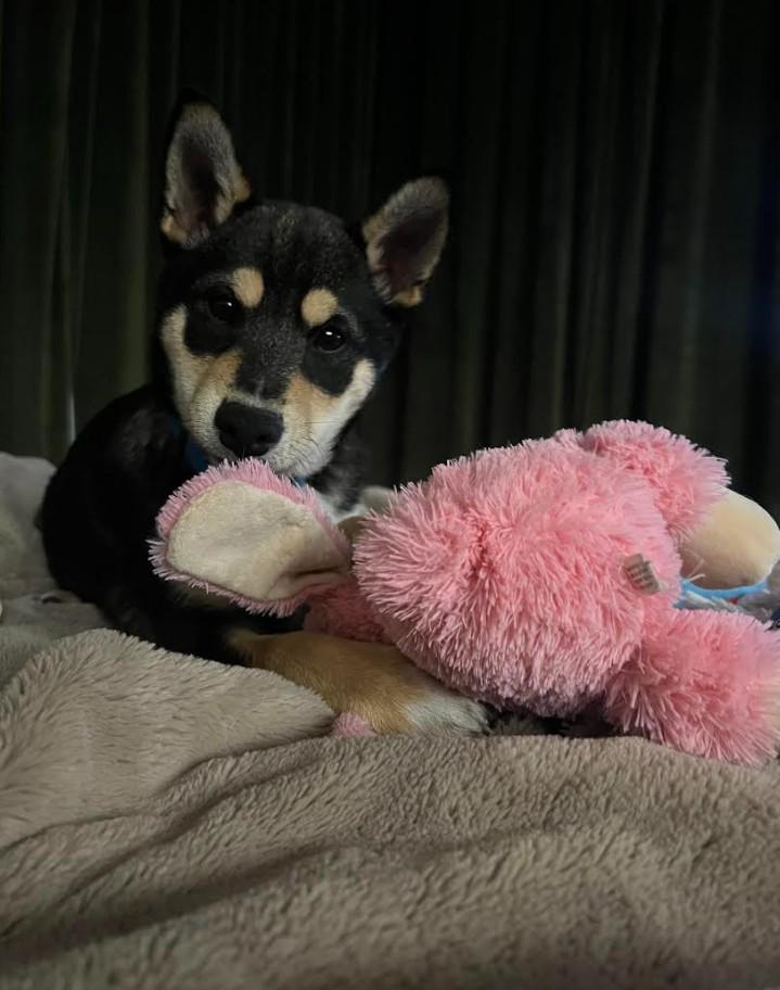 Enlarge Hachi, an adopted Shiba Inu in Toms River, NJ image 4/6