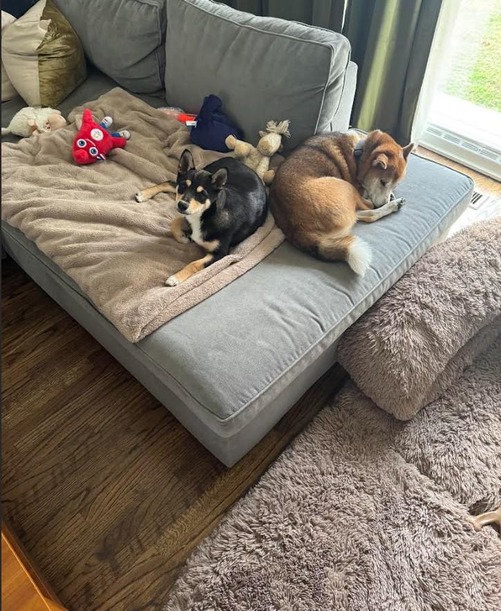 Enlarge Hachi, an adopted Shiba Inu in Toms River, NJ image 5/6