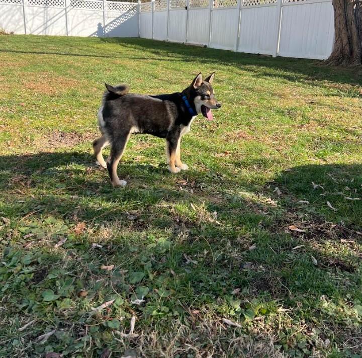 Enlarge Hachi, an adopted Shiba Inu in Toms River, NJ image 6/6