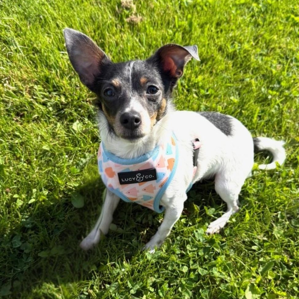 Daisy Rose, adopted, Adult Female Rat Terrier.