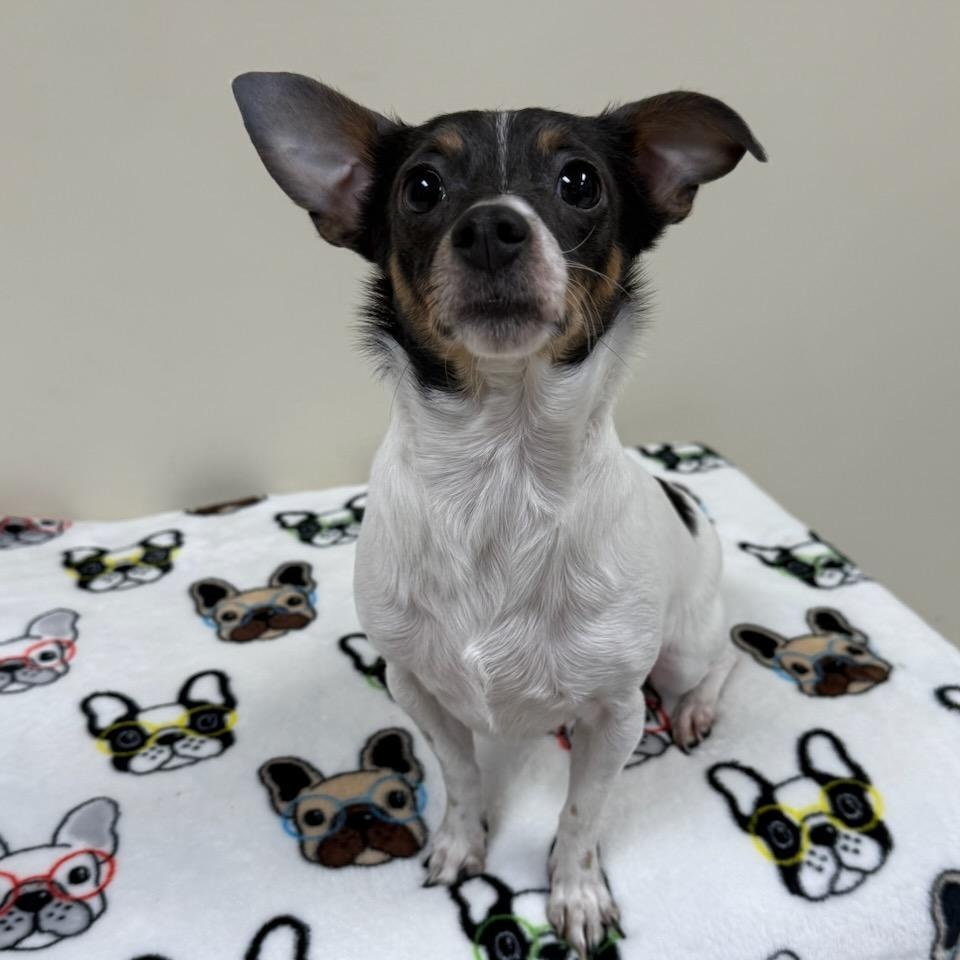 Enlarge Daisy Rose, an adopted mixed breed in Greensburg, PA image 3/4