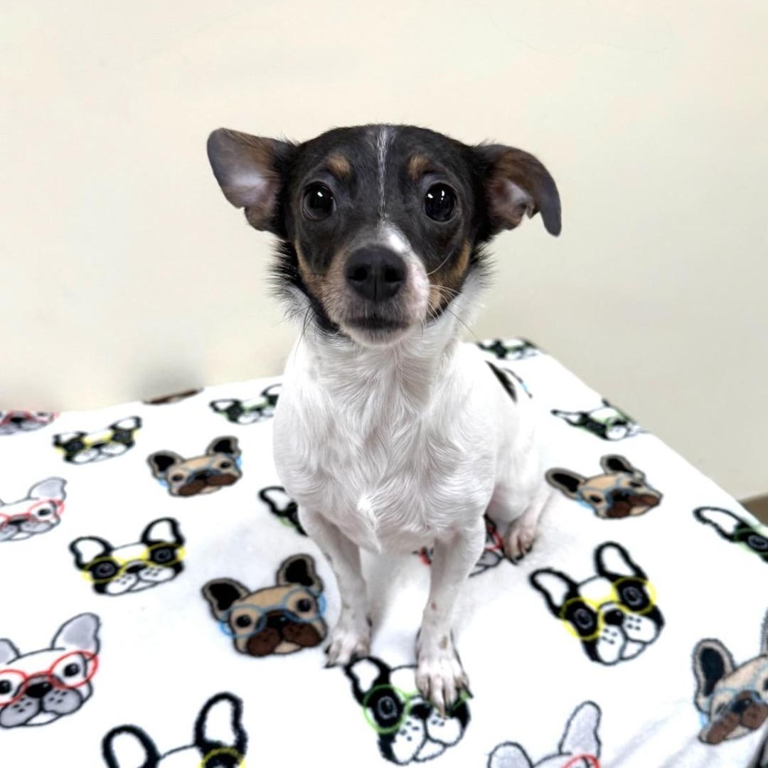 Enlarge Daisy Rose, an adopted mixed breed in Greensburg, PA image 4/4
