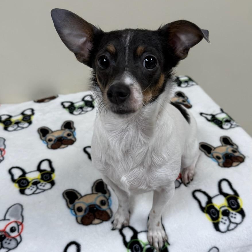 Enlarge Daisy Rose, an adopted mixed breed in Greensburg, PA image 2/4