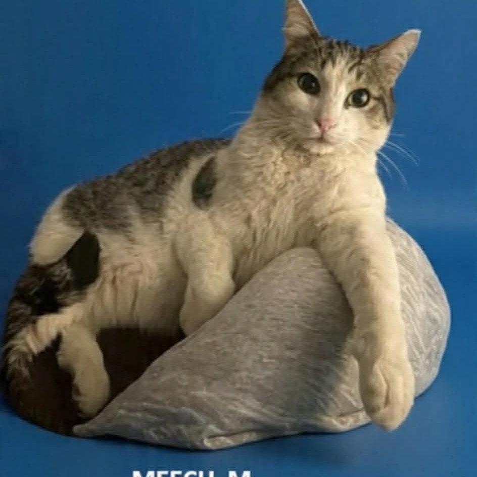 Enlarge Meech, a Adoptable Domestic Short Hair in Evergreen, CO image 1/1