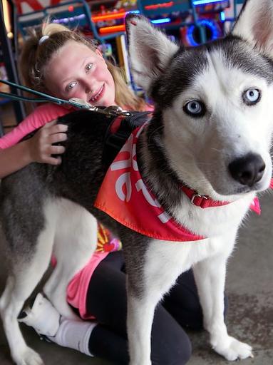 Sasha, Adopted, Young Female Husky.