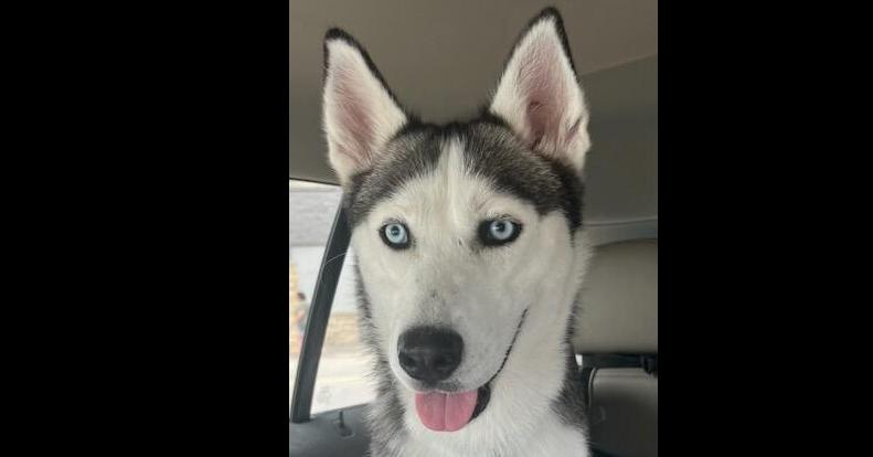 Sasha, a Adopted Husky in Dallas, TX image 2/4