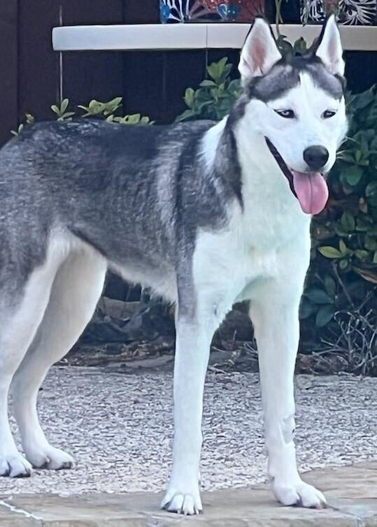Sasha, a Adopted Husky in Dallas, TX image 3/4