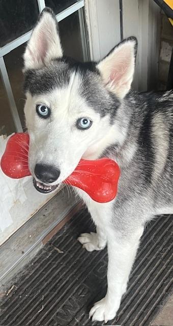 Sasha, a Adopted Husky in Dallas, TX image 4/4