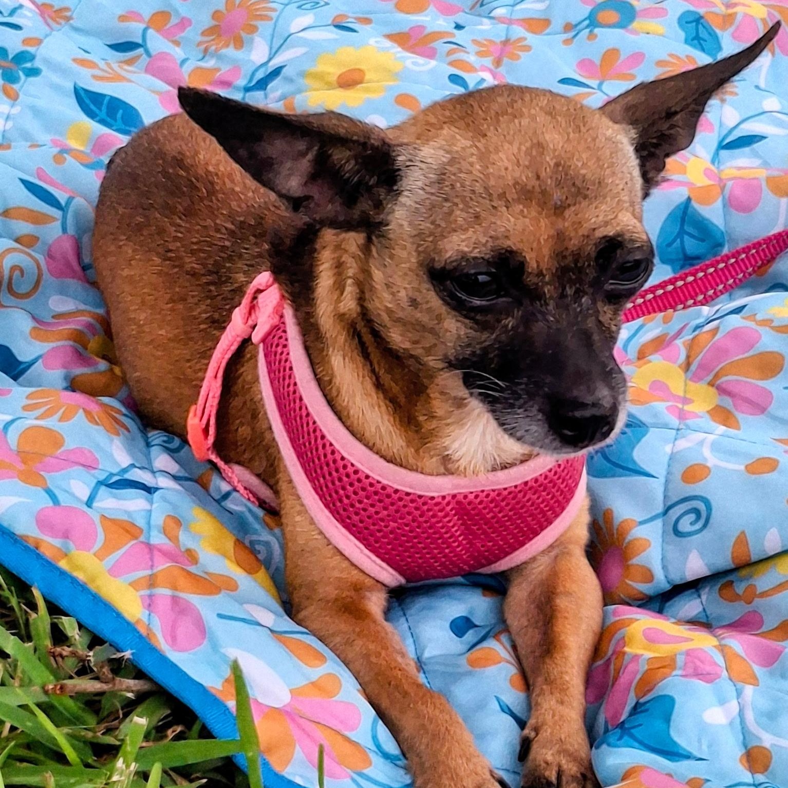 Kimberlite, a ADOPTABLE Chihuahua in Lake Worth, FL image 1/6