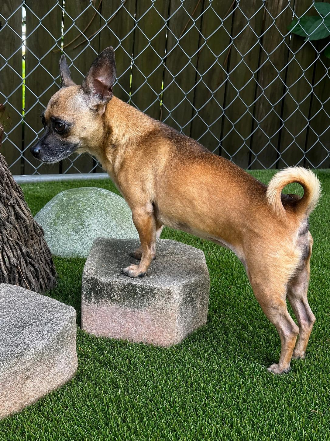 Kimberlite, a ADOPTABLE Chihuahua in Lake Worth, FL image 4/6