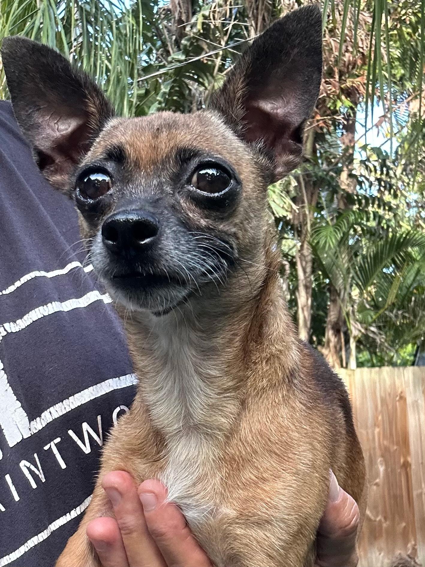 Kimberlite, a ADOPTABLE Chihuahua in Lake Worth, FL image 5/6
