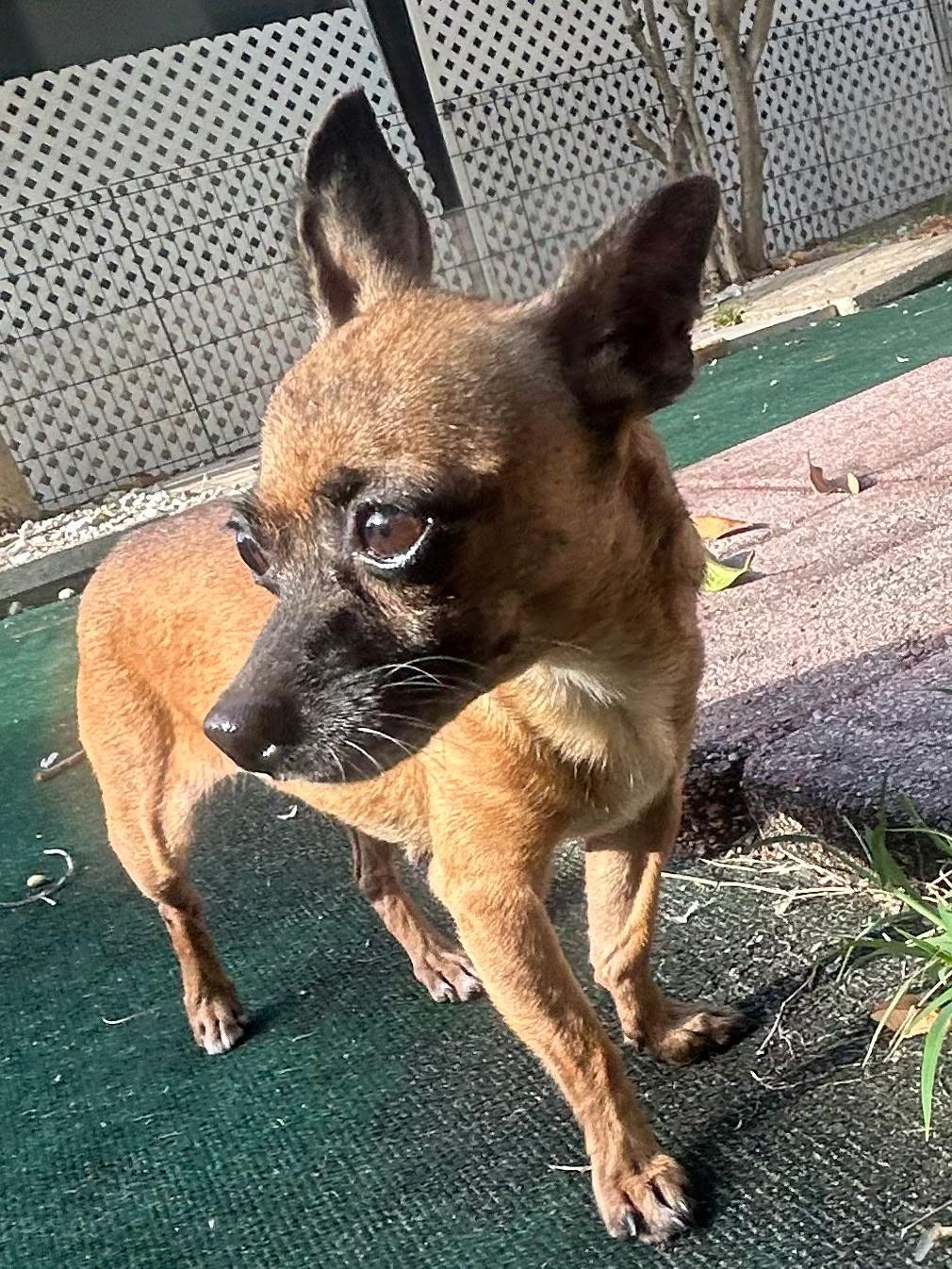 Kimberlite, a ADOPTABLE Chihuahua in Lake Worth, FL image 6/6