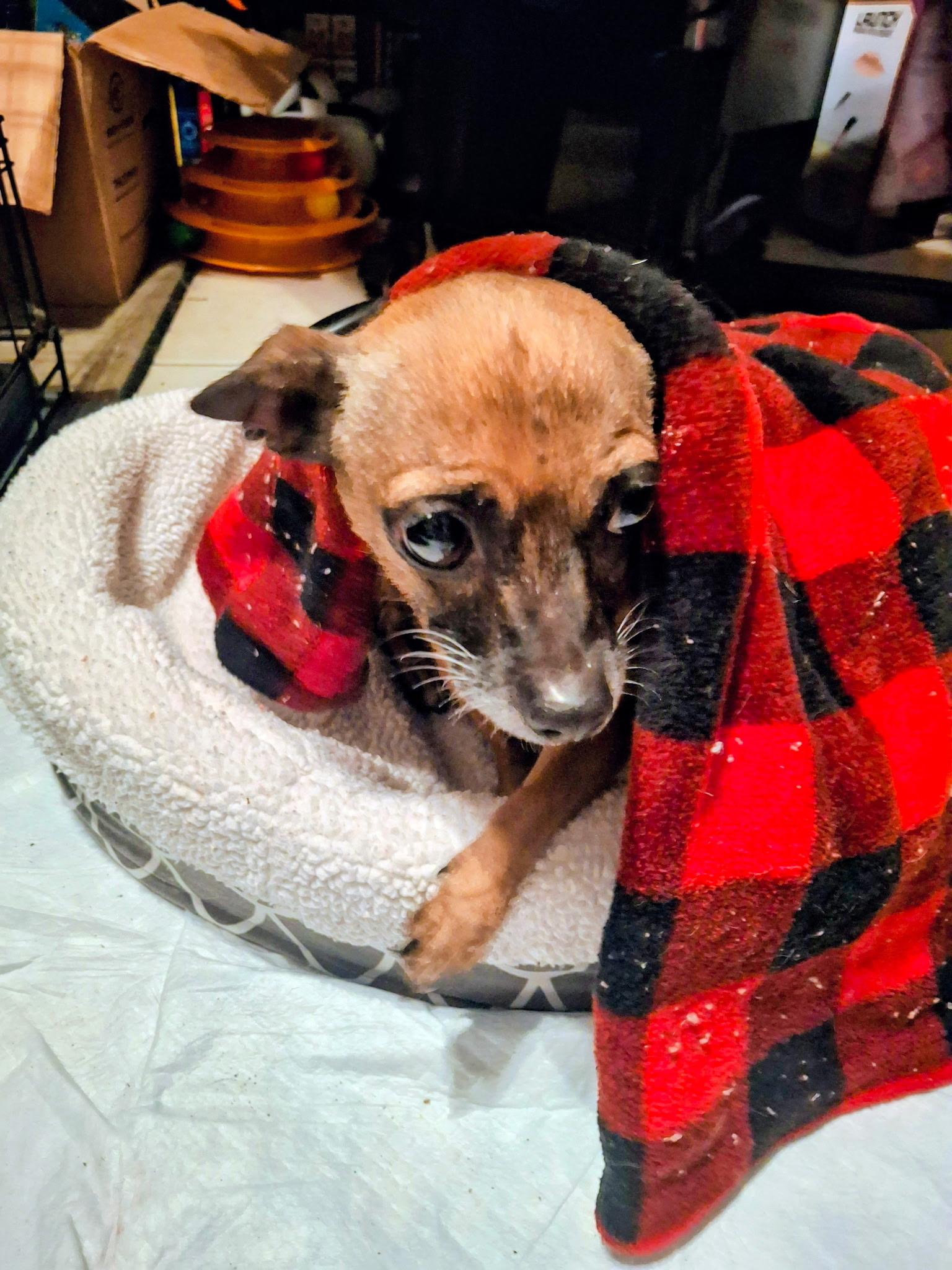 Kimberlite, a ADOPTABLE Chihuahua in Lake Worth, FL image 2/6