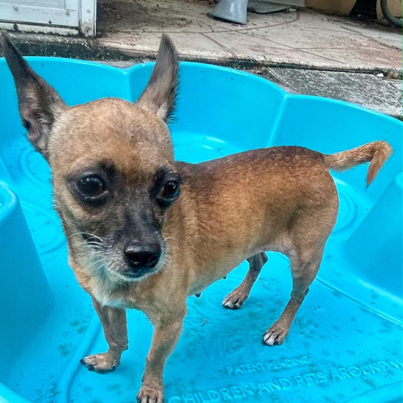 Kimberlite, a ADOPTABLE Chihuahua in Lake Worth, FL image 3/6