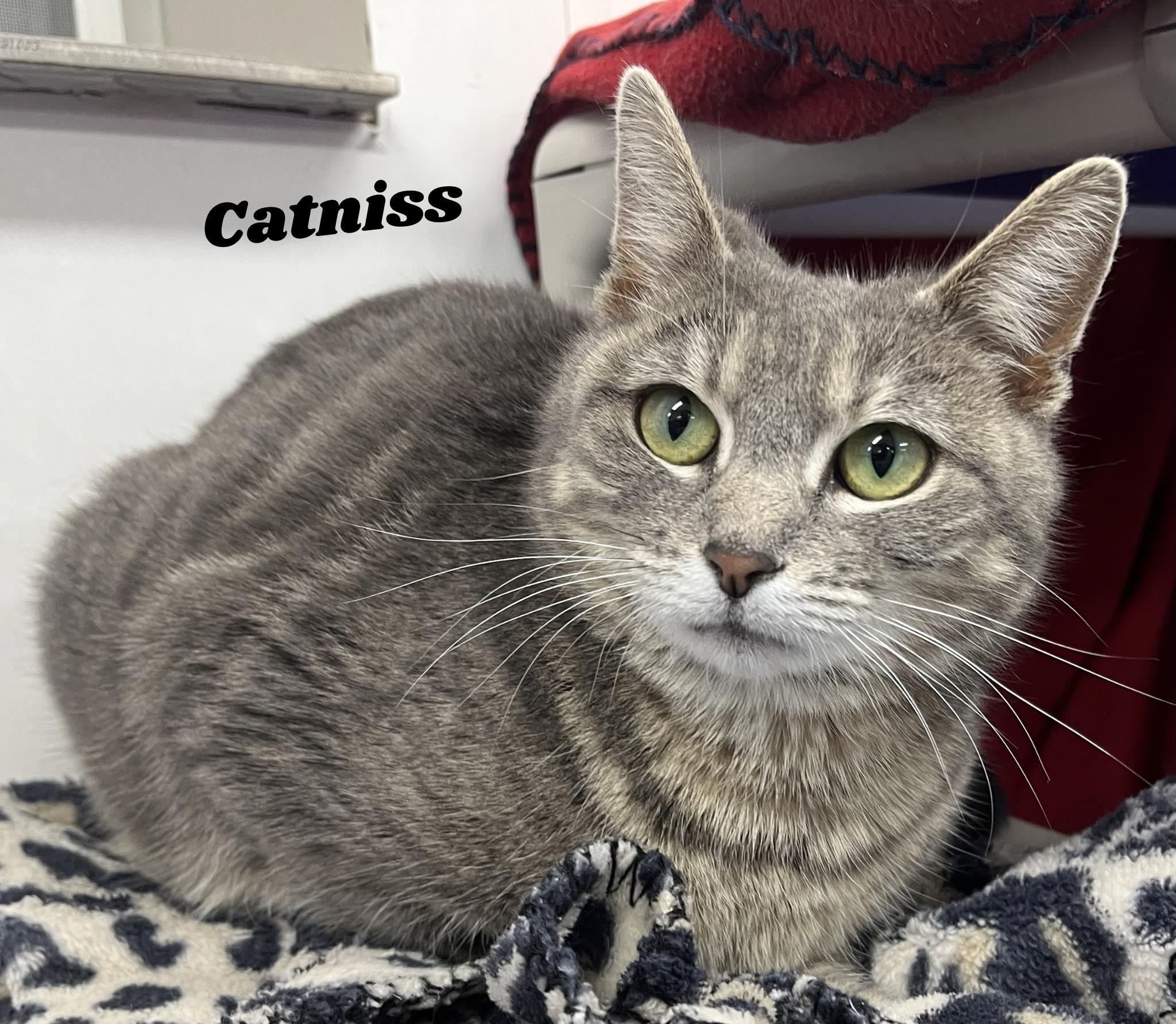 Catniss, ADOPTABLE, Young Female Domestic Short Hair.