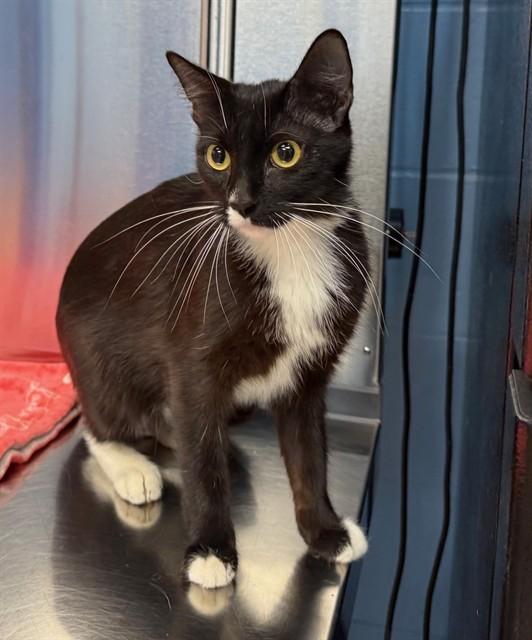 Enlarge MAMA, a Adoptable Domestic Short Hair in Minneapolis, MN image 1/1