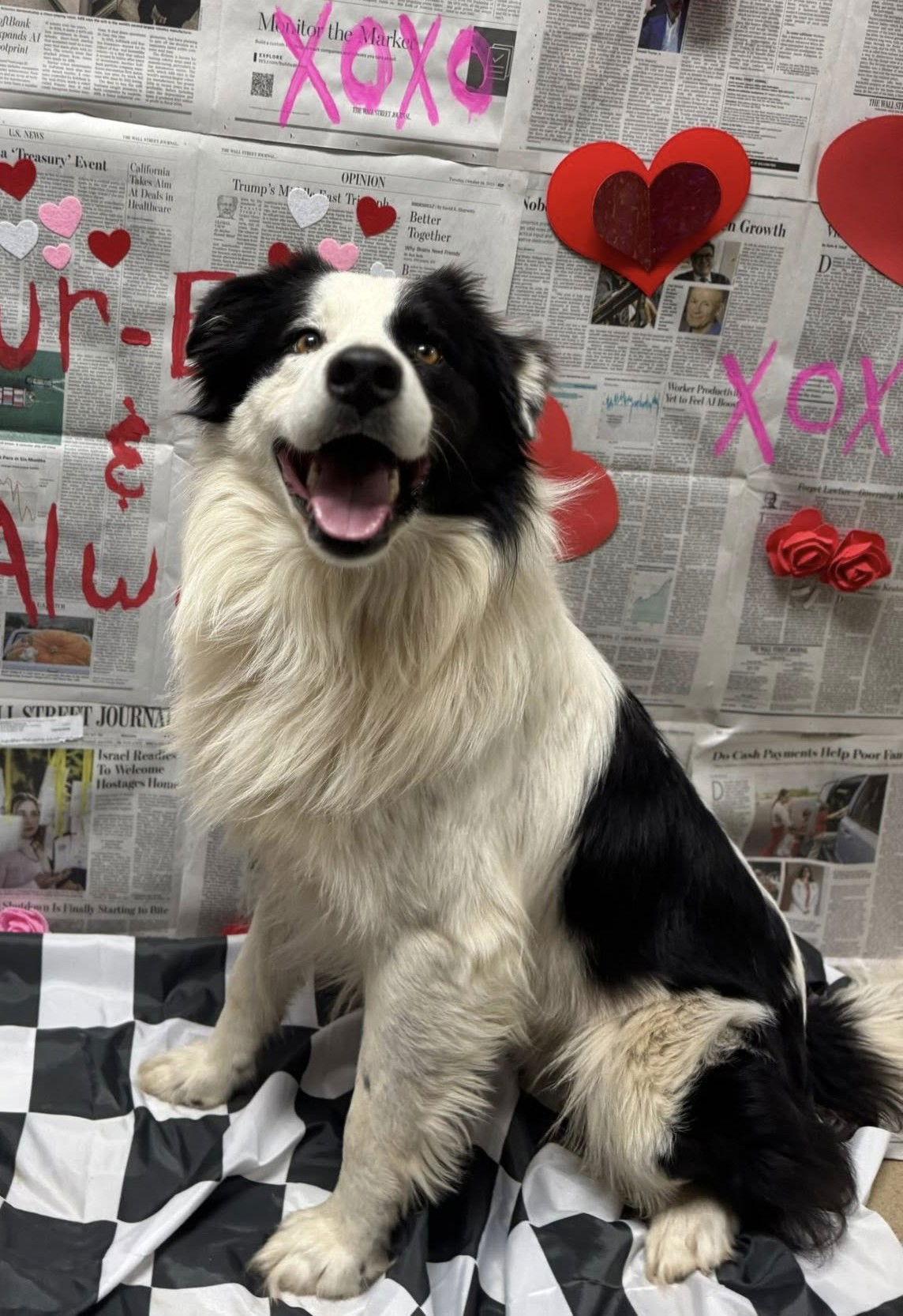 Enlarge Roe, a Adoptable Border Collie in Winter Park, CO image 1/1