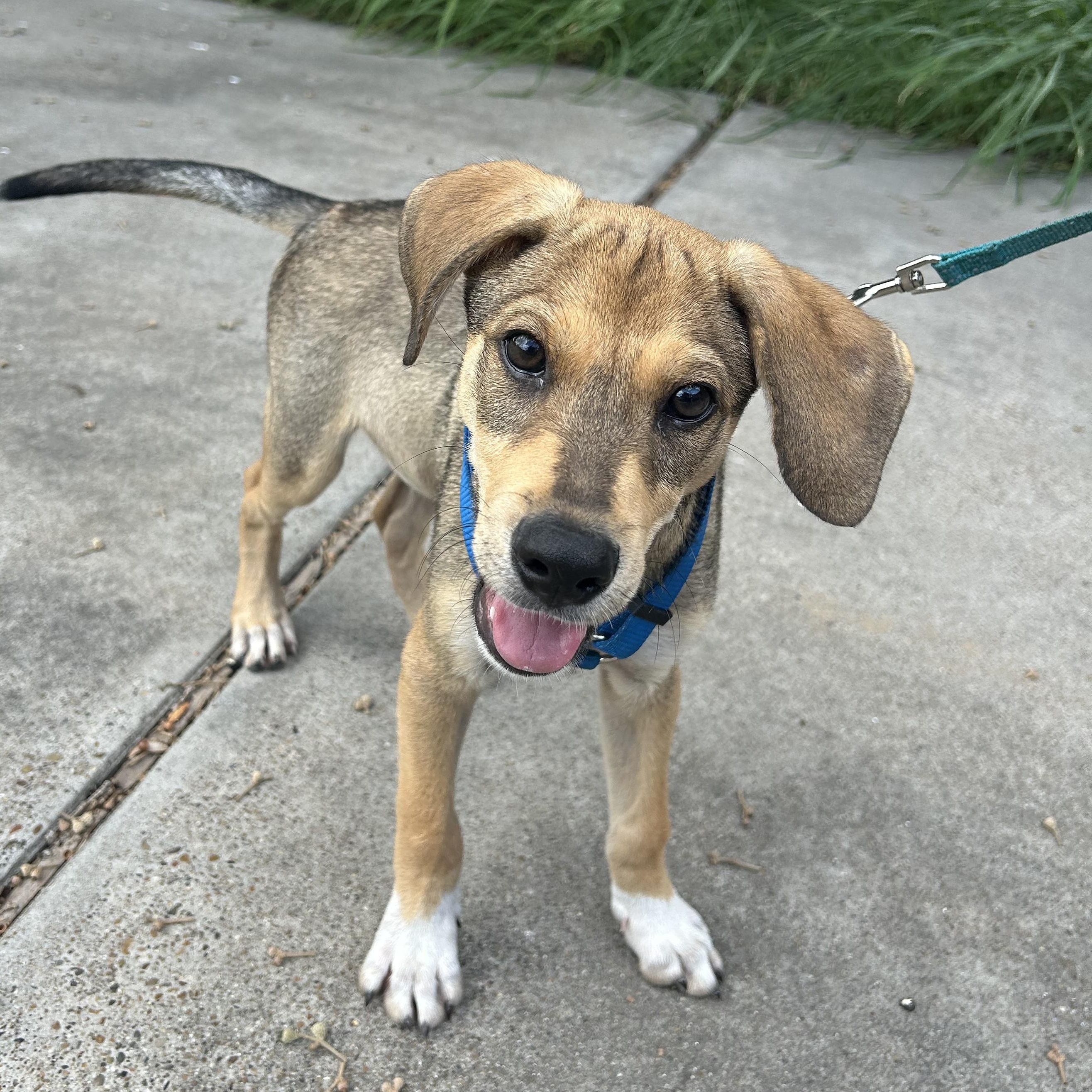 Georgie — thumbnail 4