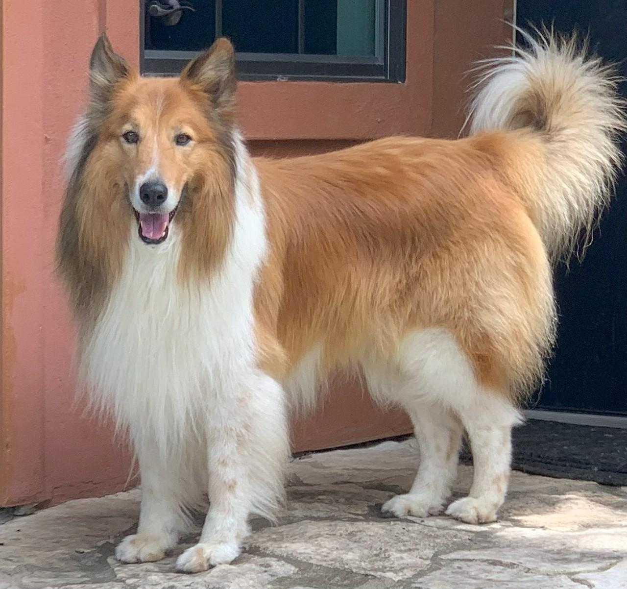 Enlarge Kenny, a ADOPTABLE Rough Collie in Houston, TX image 1/1