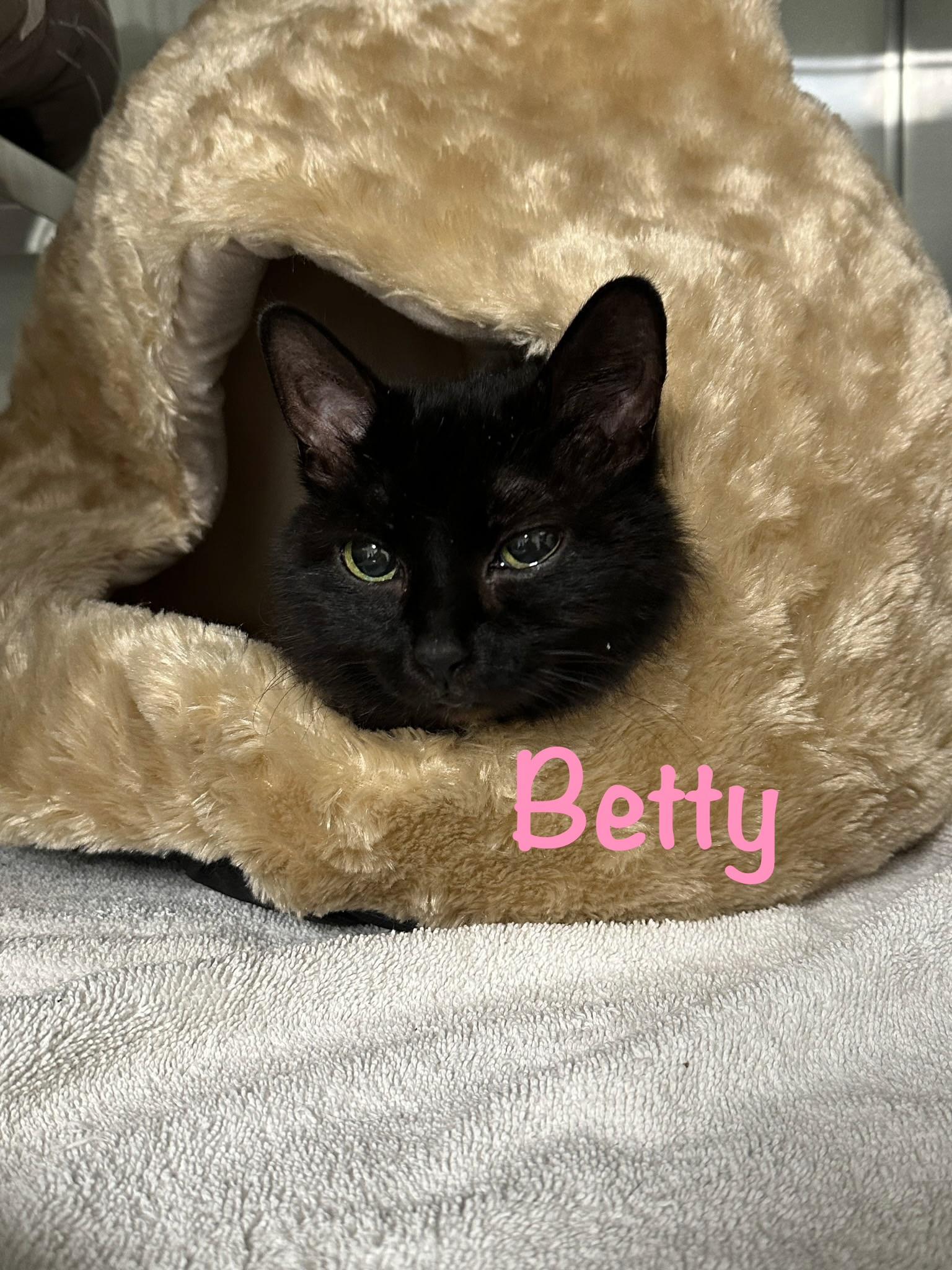 Betty, Adoptable, Senior Female Domestic Short Hair.