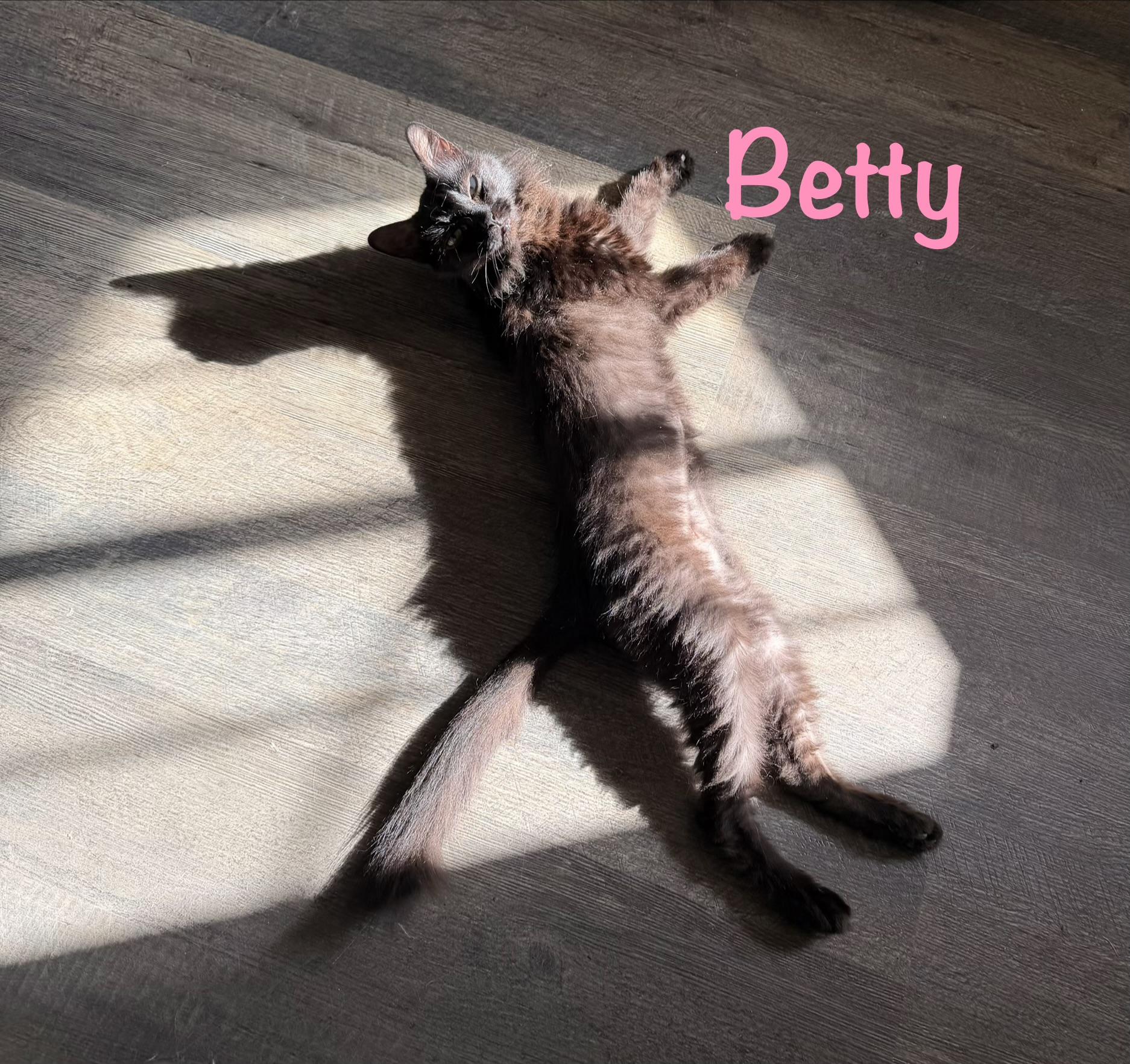 Enlarge Betty, a Adoptable Domestic Short Hair in Crescent City, CA image 3/5