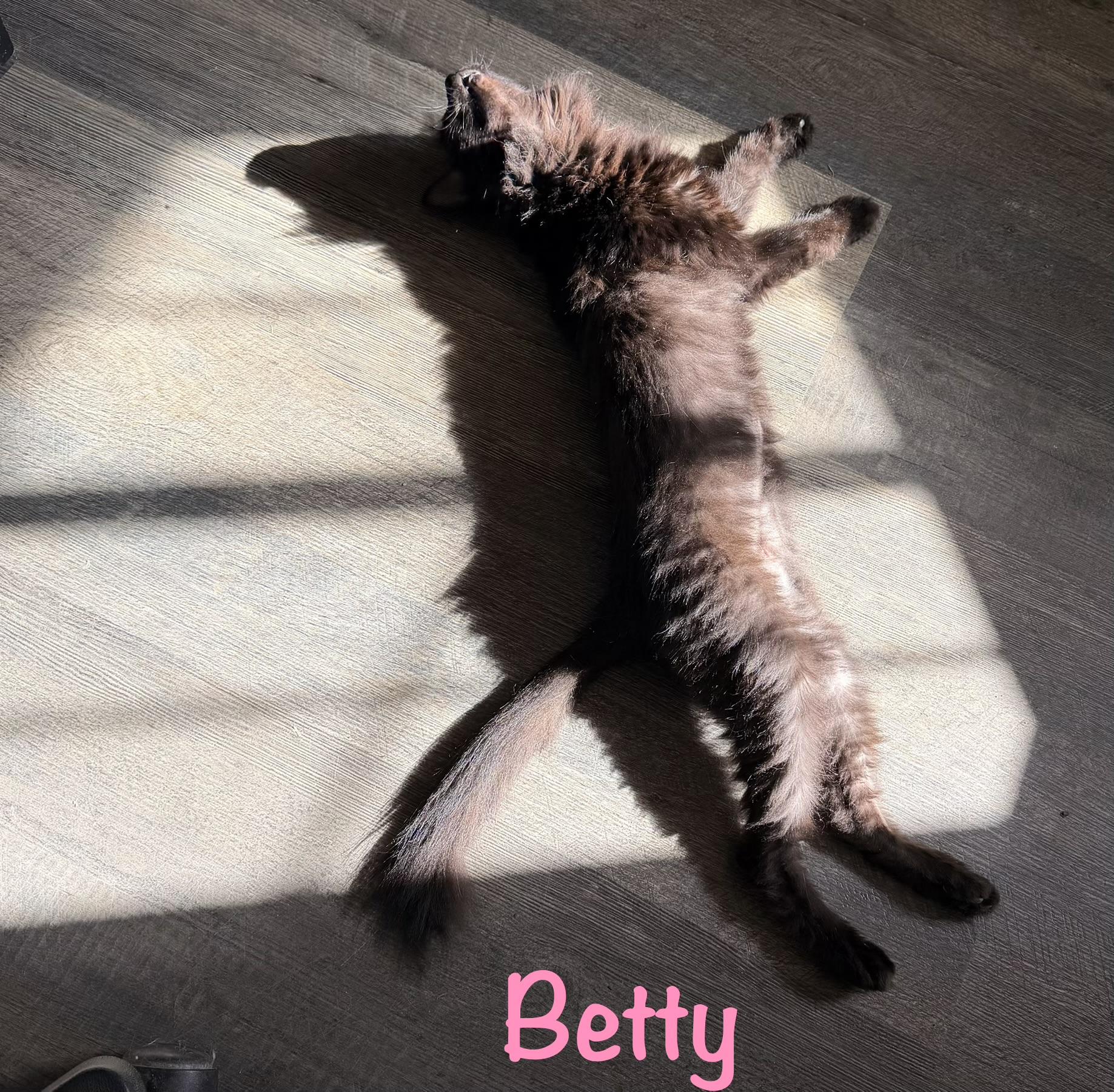 Enlarge Betty, a Adoptable Domestic Short Hair in Crescent City, CA image 5/5