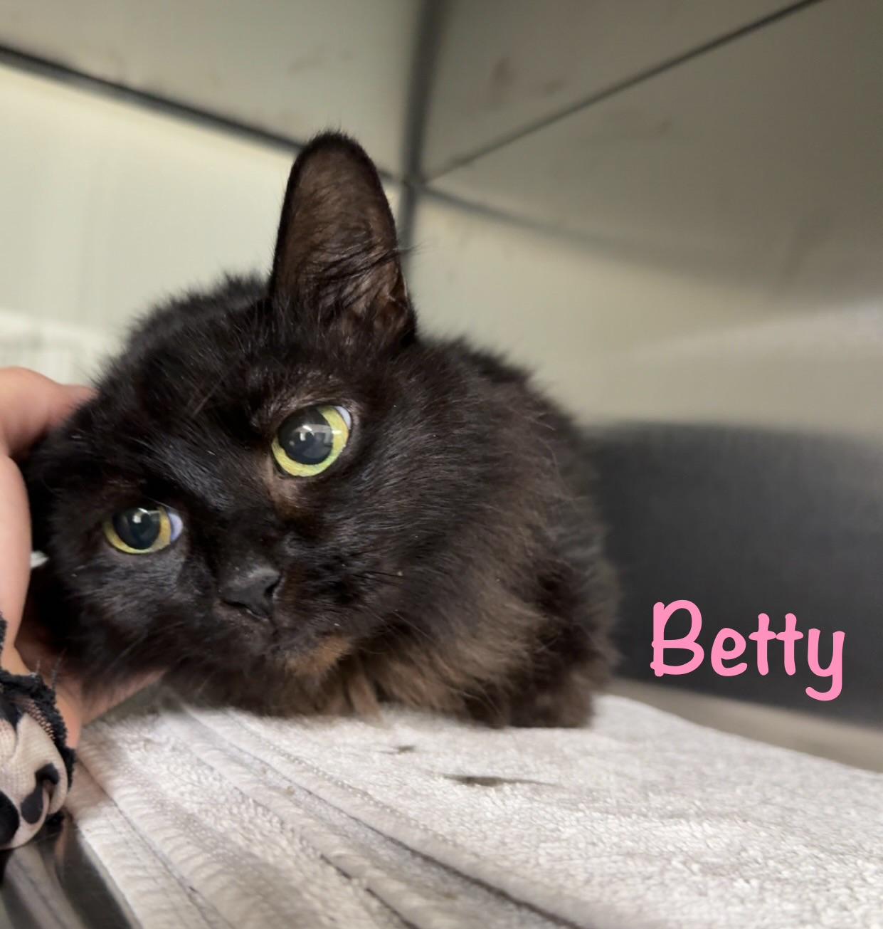 Enlarge Betty, a Adoptable Domestic Short Hair in Crescent City, CA image 2/5