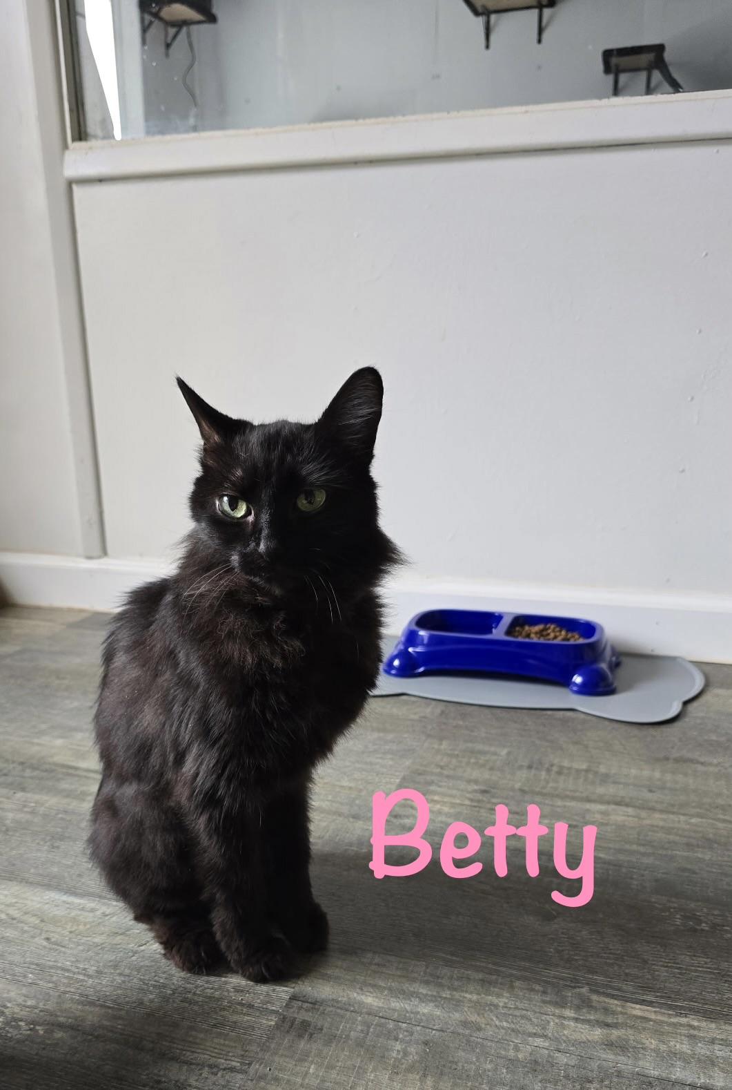 Enlarge Betty, a Adoptable Domestic Short Hair in Crescent City, CA image 4/5