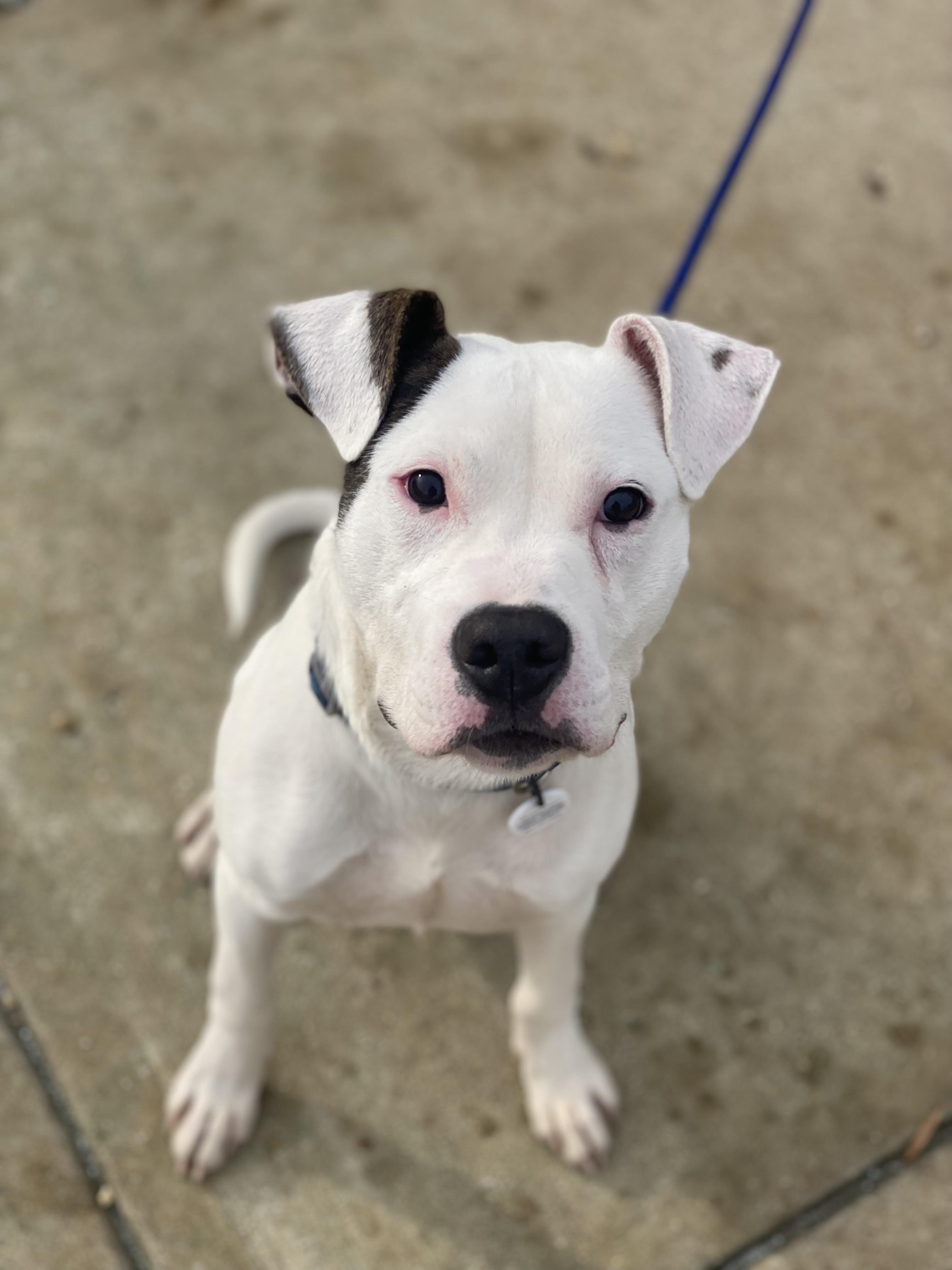 Alden, Adoptable, Puppy Male Pit Bull Terrier.