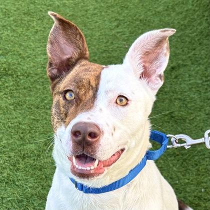 Jenga, Adoptable, Adult Female Pit Bull Terrier & Mixed Breed.