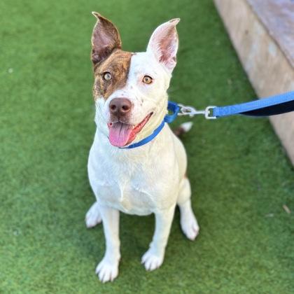 Jenga, a Adoptable mixed breed in San Francisco, CA image 2/3