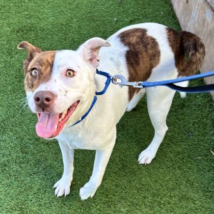 Jenga, a Adoptable mixed breed in San Francisco, CA image 3/3