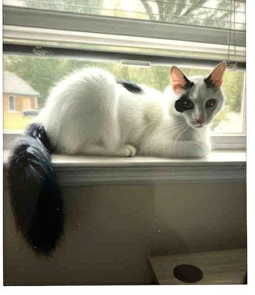 Ashi, a Adoptable Domestic Medium Hair in Trenton, NJ image 1/3